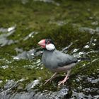 Reisfink beim Baden