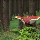 Reishi auf 700m