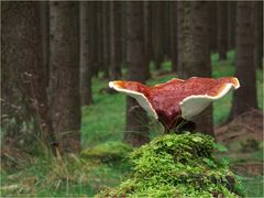 Reishi auf 700m