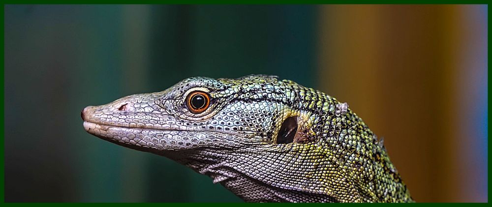 Reisinger's Baumwaran Foto & Bild natur, tiere, reptilien Bilder auf