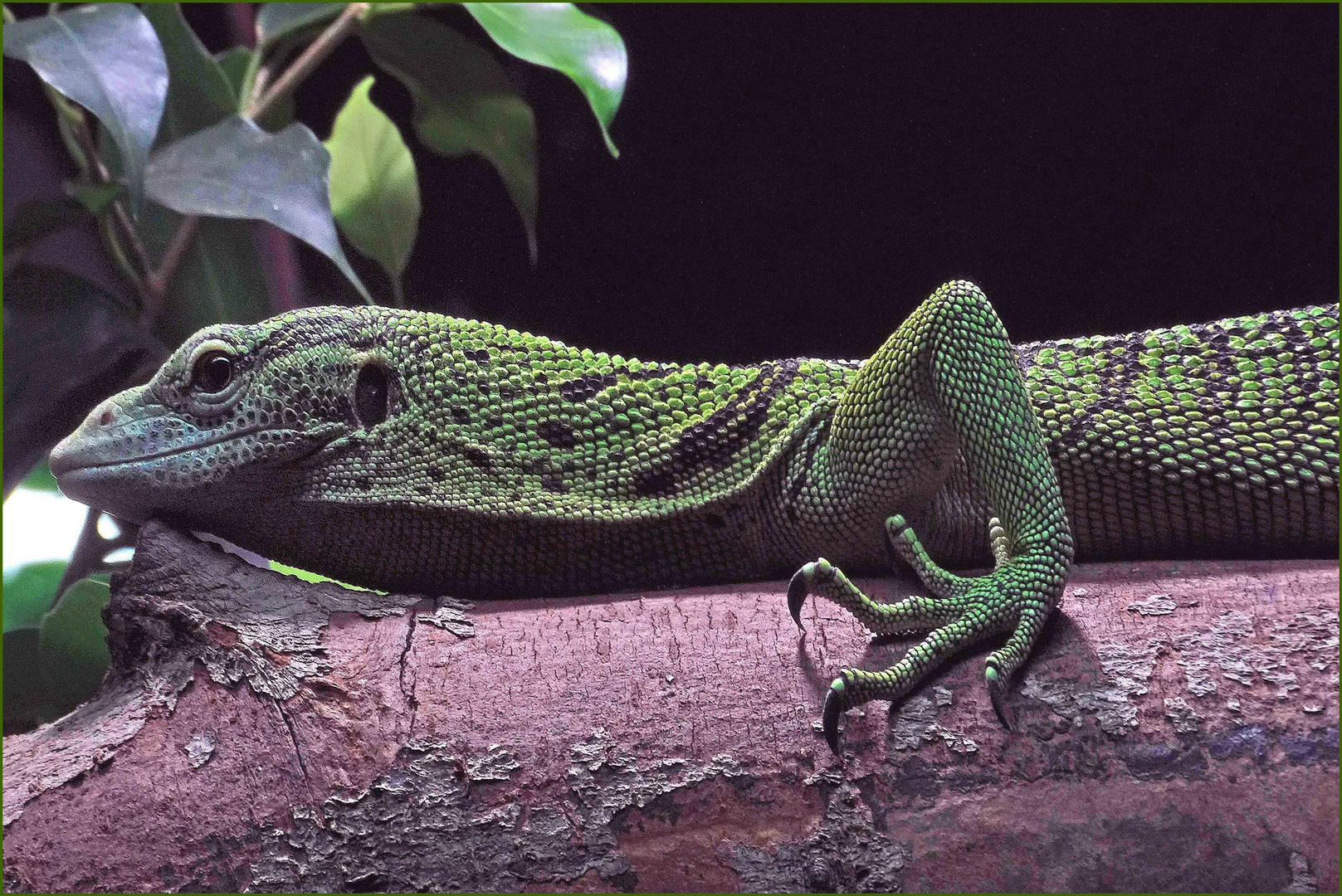 Reisingers Baumwaran (Exotarium Zoo Neuwied)