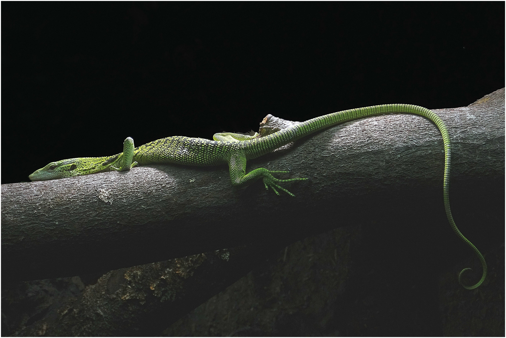 Reisingers Baumwaran (Zoo Neuwied)