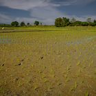 Reispflanzen, es will nicht enden