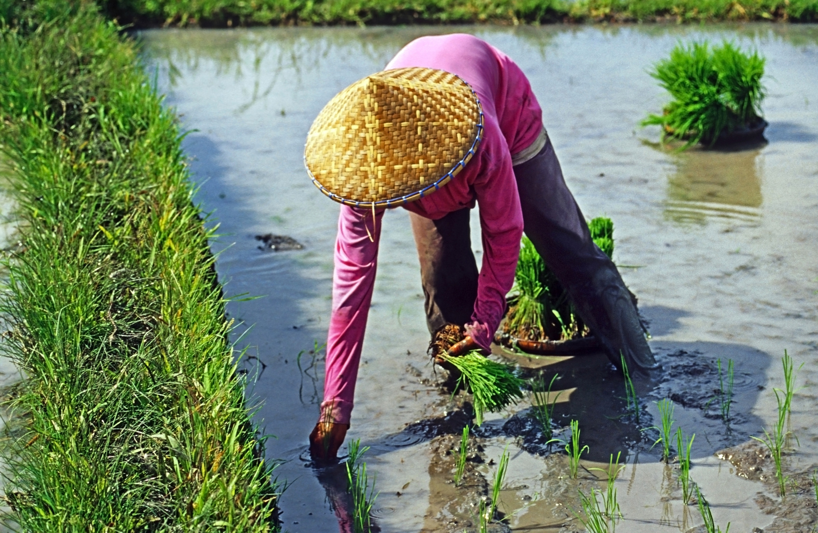 Reispflanzerin an der täglichen Arbeit in Bali 