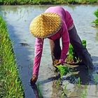 Reispflanzerin an der täglichen Arbeit in Bali 