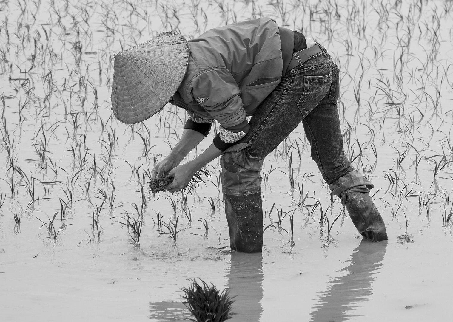 Reispflanzerin in Nordvietnam