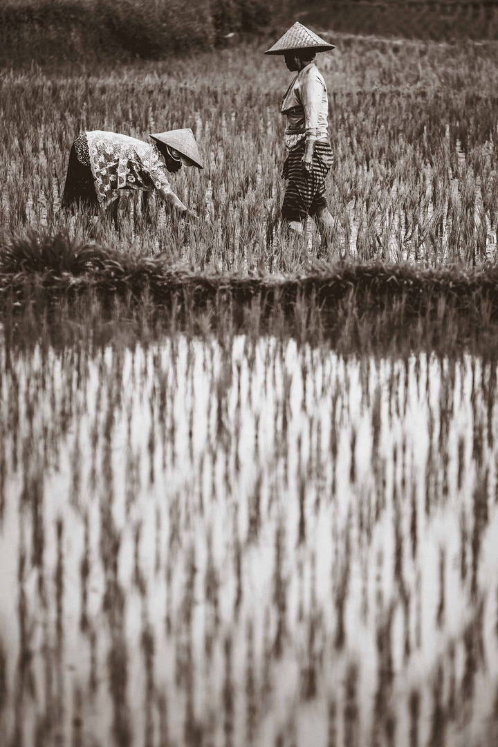 Reispflanzerinen in Bali