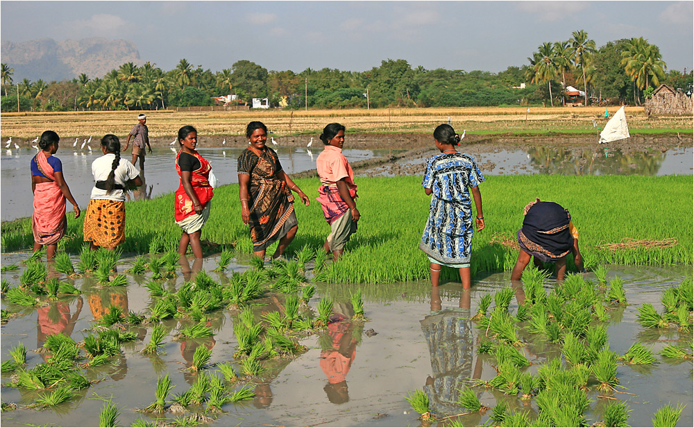 Reispflanzerinnen in Tamil Nadu