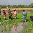 Reispflanzerinnen in Tamil Nadu