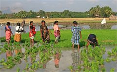 Reispflanzerinnen in Tamil Nadu