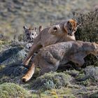 Reiß aus oder wehr dich !
