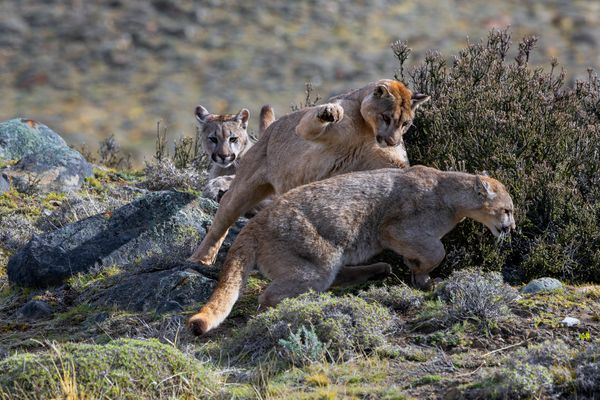 Reiß aus oder wehr dich !