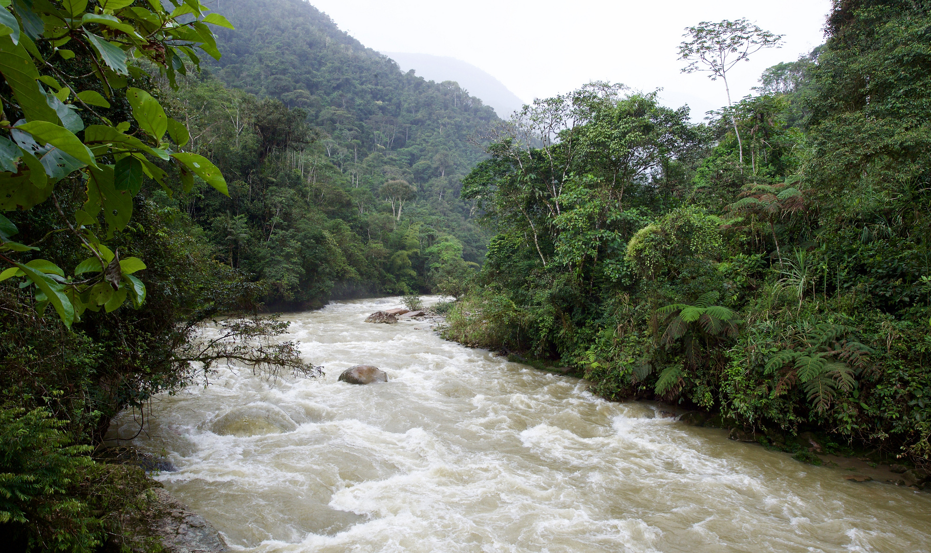 Reißender Fluß im Bergregenwald von Ecuador