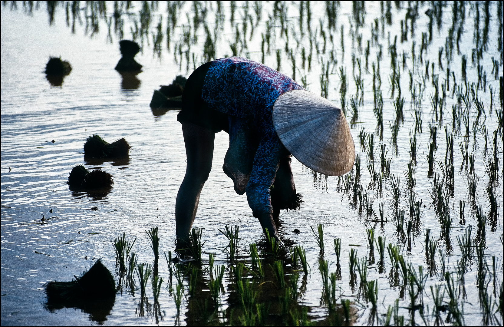 Reissetzlinge, Hue, Vietnam 1991