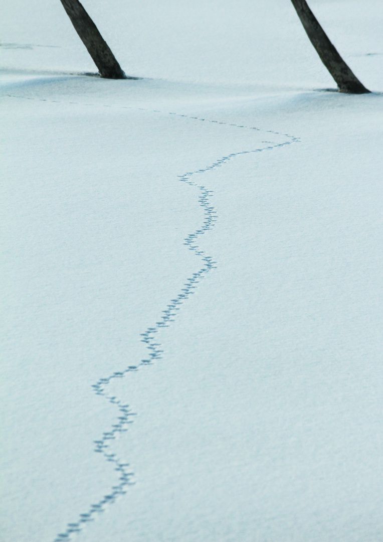 Reissverschluss im Schnee