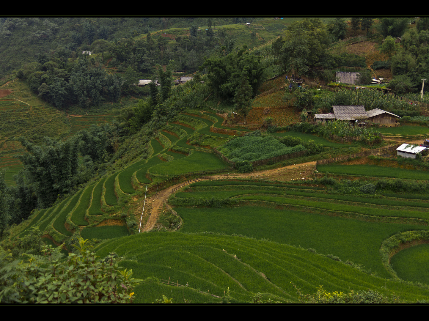 Reisterasse in Sa Pa - Vietnam [4]