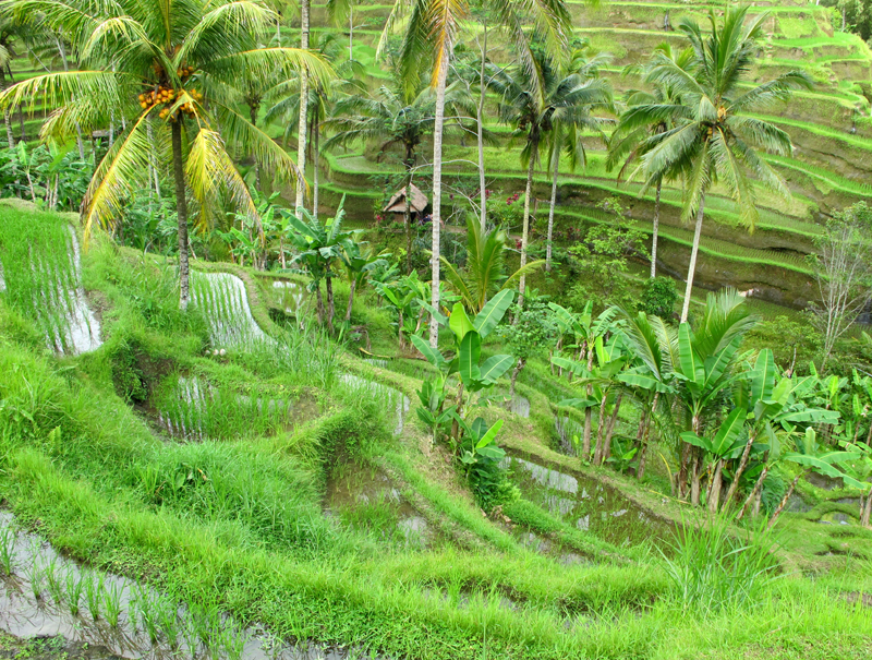 Reisterassen auf Bali