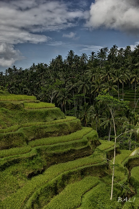 Reisterassen auf Bali