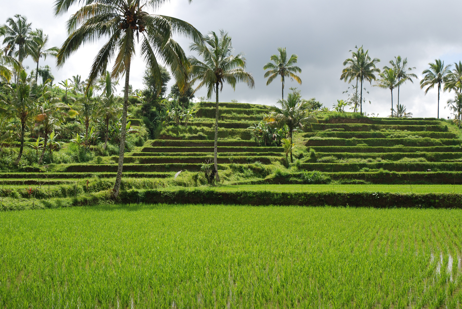 Reisterassen auf Bali