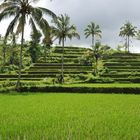 Reisterassen auf Bali