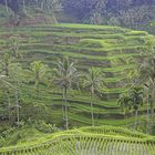 Reisterassen auf Bali