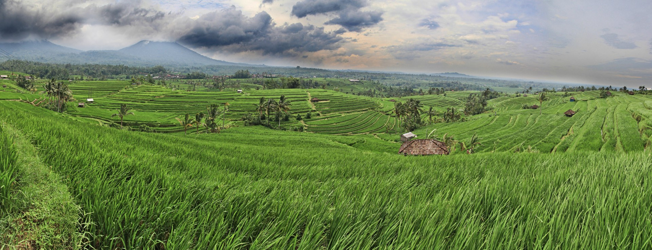 Reisterassen auf Bali