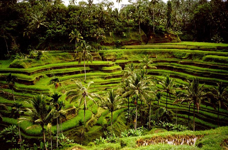 Reisterassen auf Bali