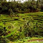 Reisterassen auf Bali