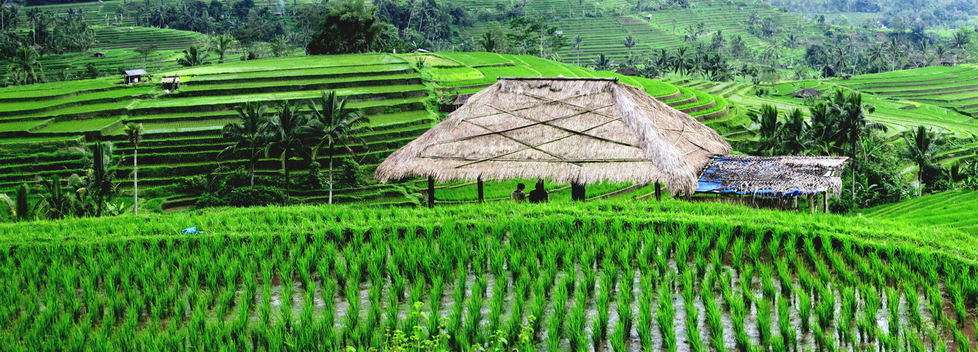 Reisterassen auf Bali