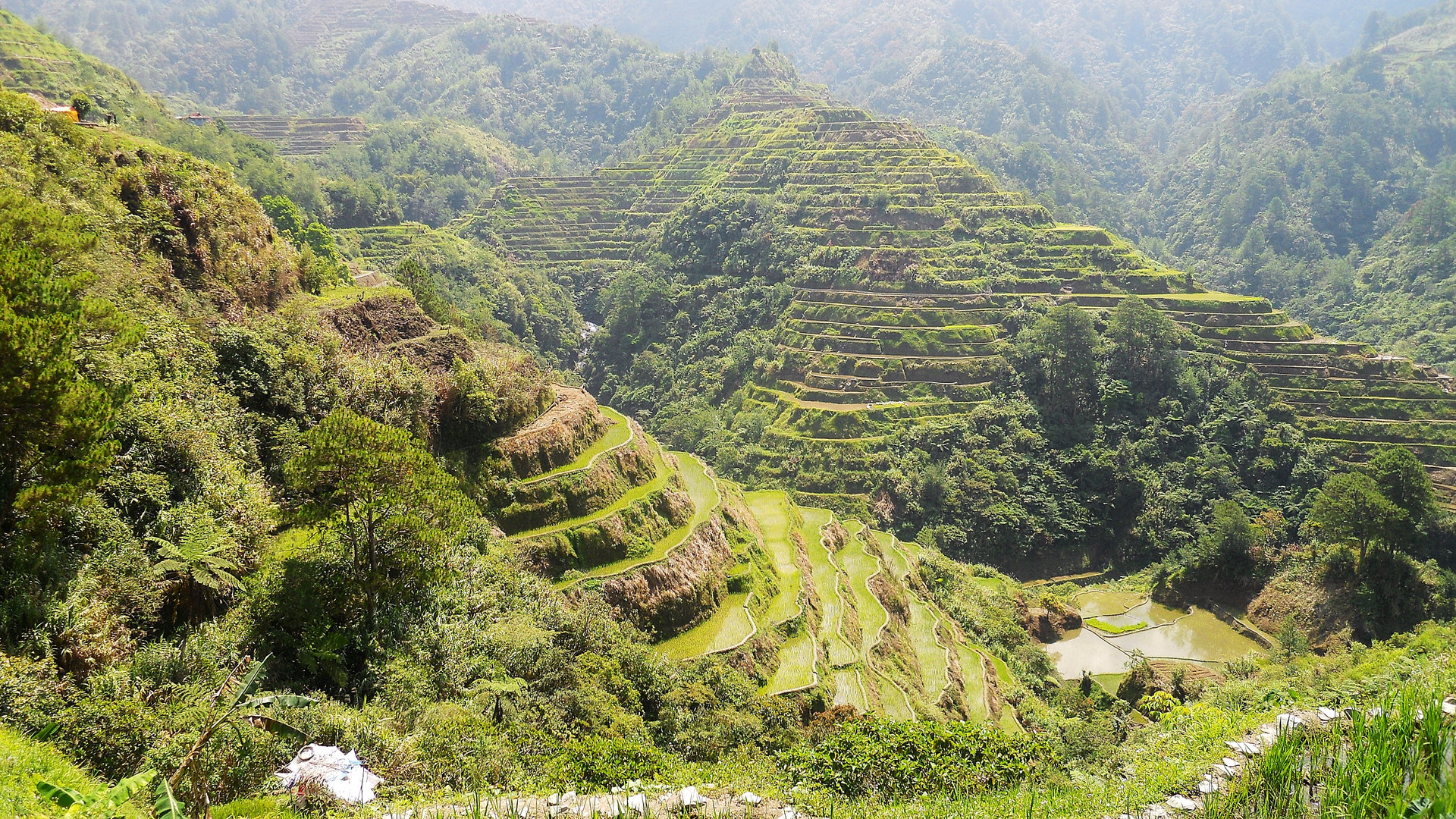 Reisterassen bei Banaue