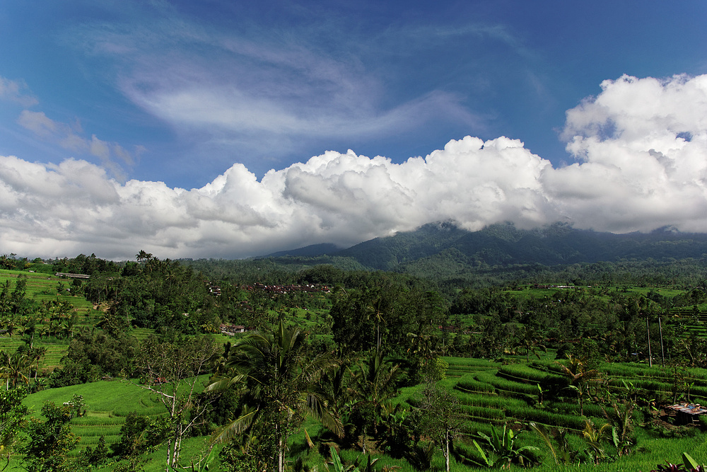 Reisterassen bei Jatluwih - Bali