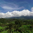 Reisterassen bei Jatluwih - Bali