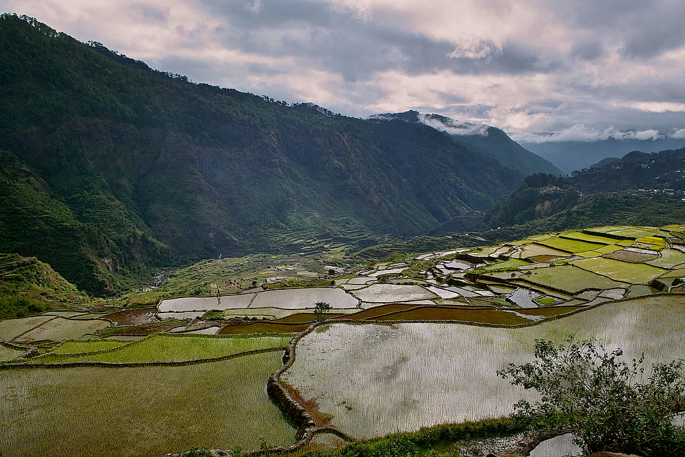 Reisterassen bei Sagada -Philippinen