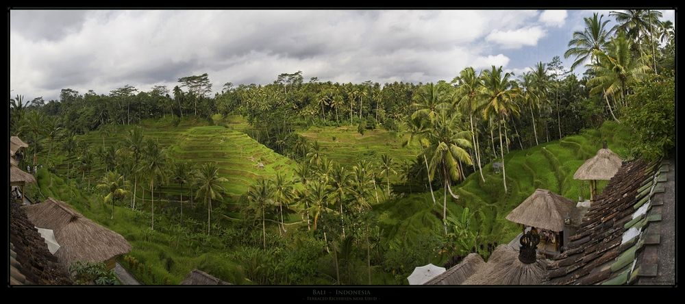 Reisterassen bei Ubud