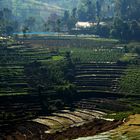 Reisterassen im Hochland von Sri Lanka