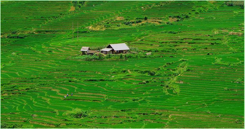 Reisterassen im vietnamesichen Hochland