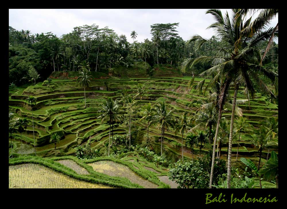 Reisterassen in Bali