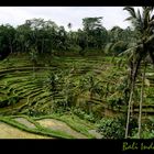 Reisterassen in Bali