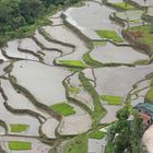 Reisterassen in Banaue