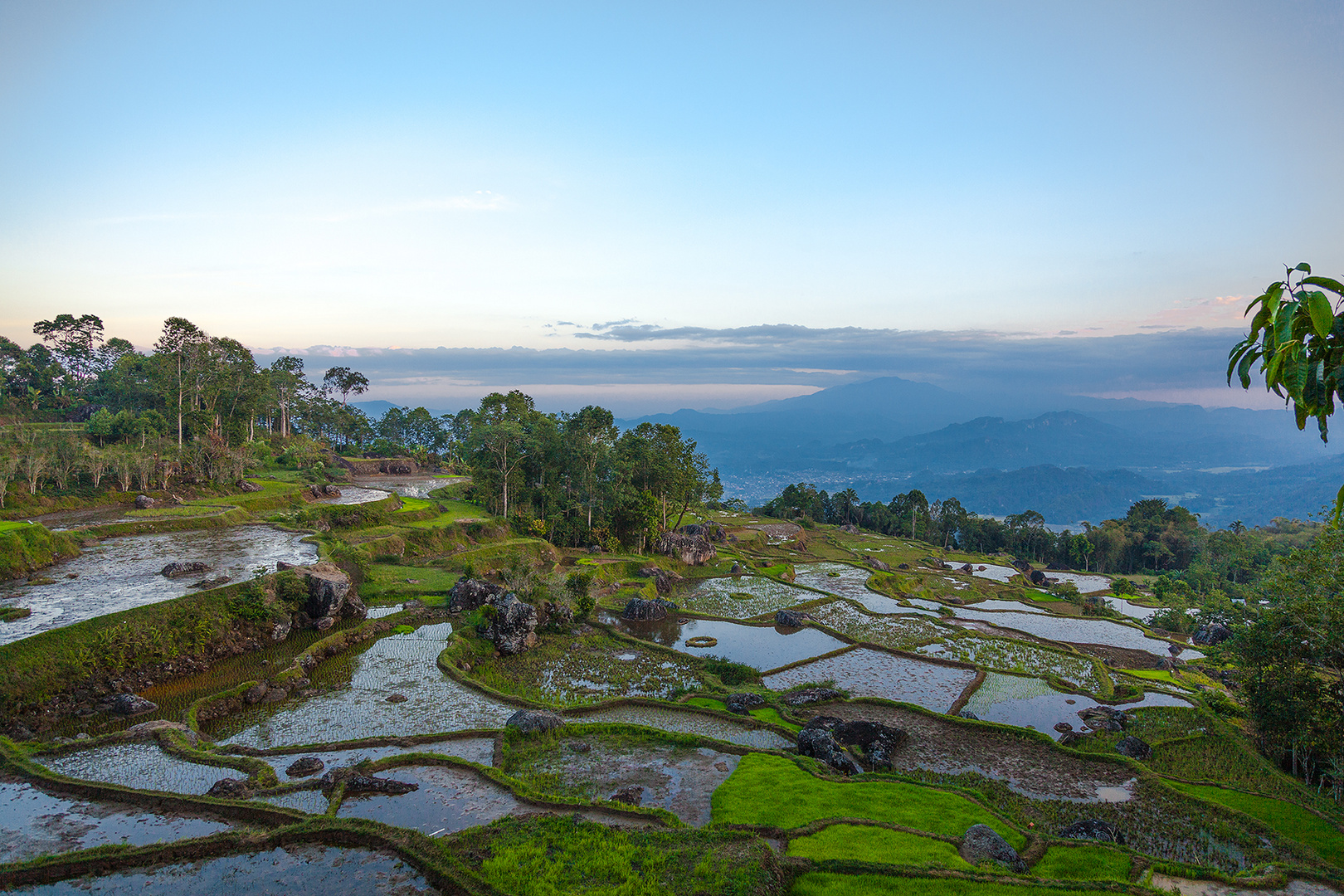 Reisterassen in Indonesien