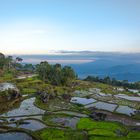 Reisterassen in Indonesien