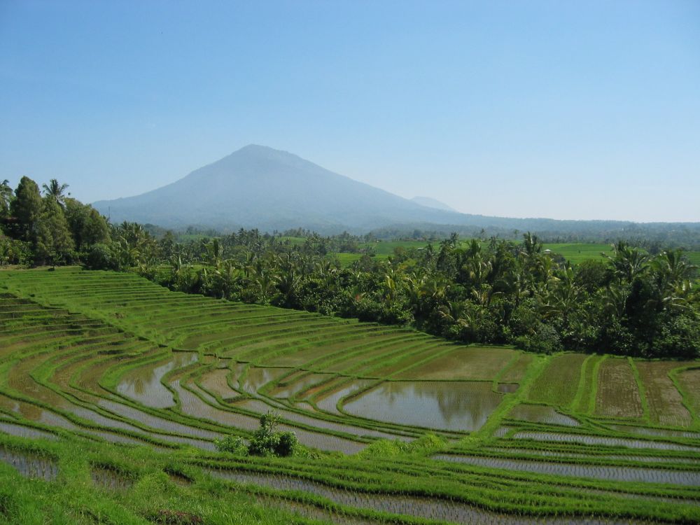 Reisterassen mit Gunung Agung