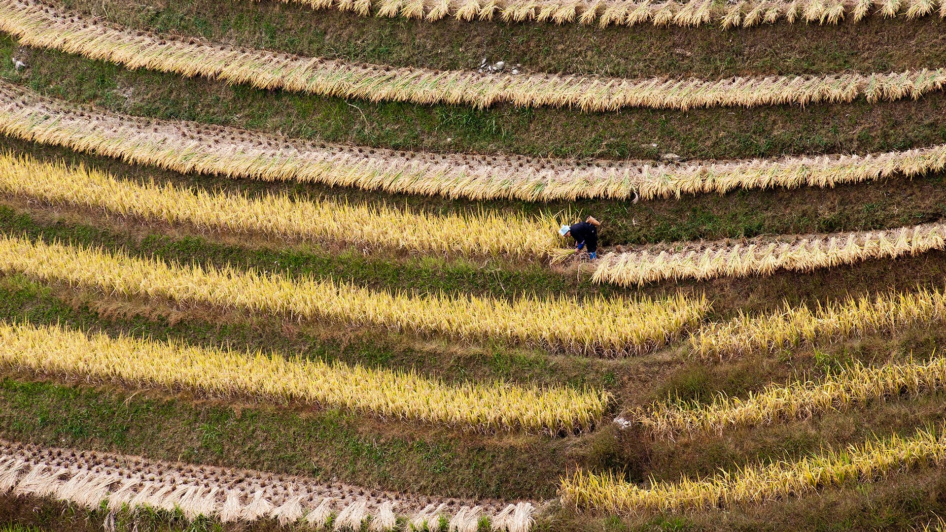 Reisterassen von Longsheng 2