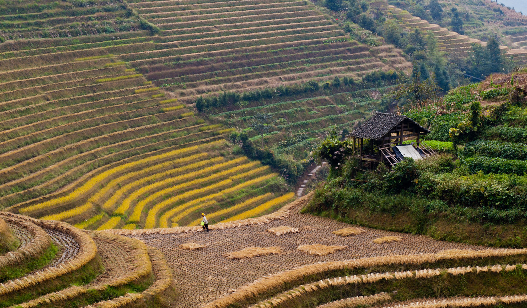 Reisterassen von Longsheng