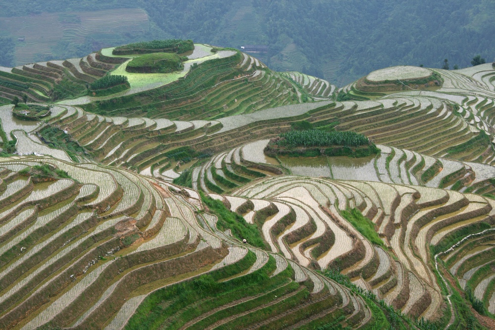 Reisterassen von Longsheng