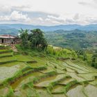 Reisterrasen in Ruteng insel Flores Indonesien