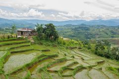 Reisterrasen in Ruteng insel Flores Indonesien