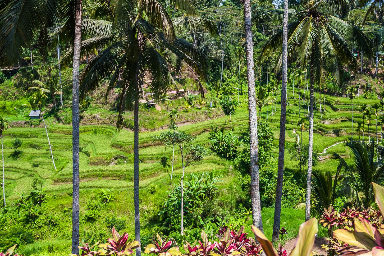 Reisterrasse auf Bali