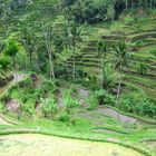 Reisterrasse bei Ubud auf Bali