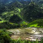 Reisterrasse in den Bergen von Nordvietnam bei Sapa